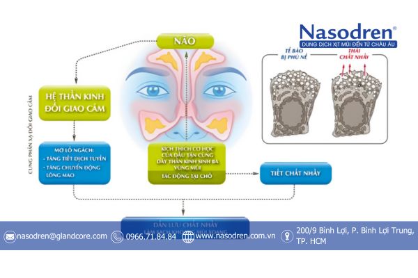 cơ chế tác động