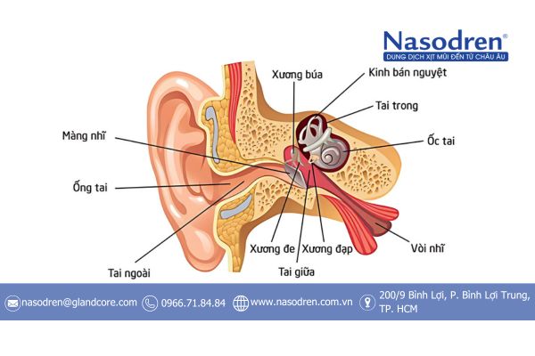 mối liên hệ tai và mũi