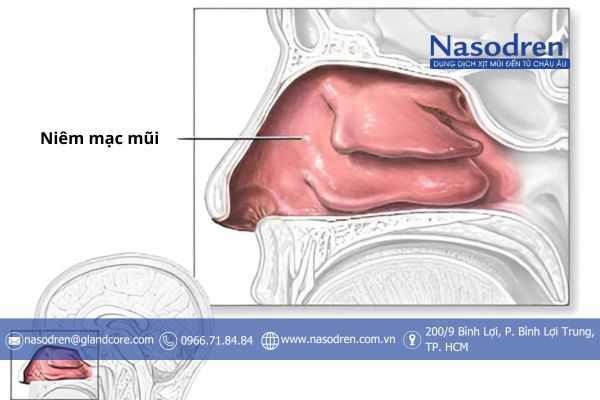 niêm mạc mũi